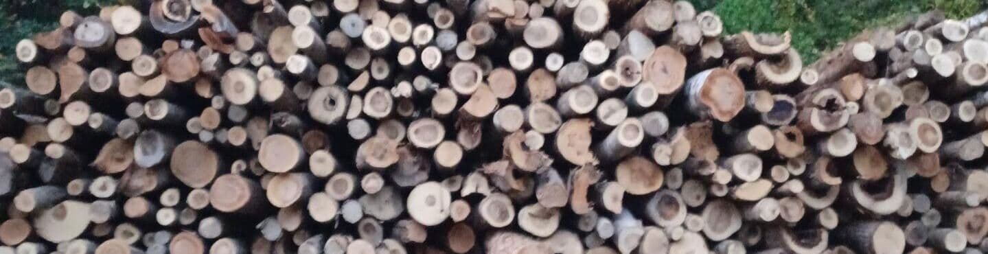 Stacked pulpwood logs at the May Brothers Lumber yard